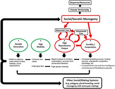 Monogamy: Cause, Consequence, or Corollary of Success in Wild Canids?